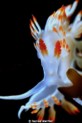 Luisella babai by Raphael Steinfeld 